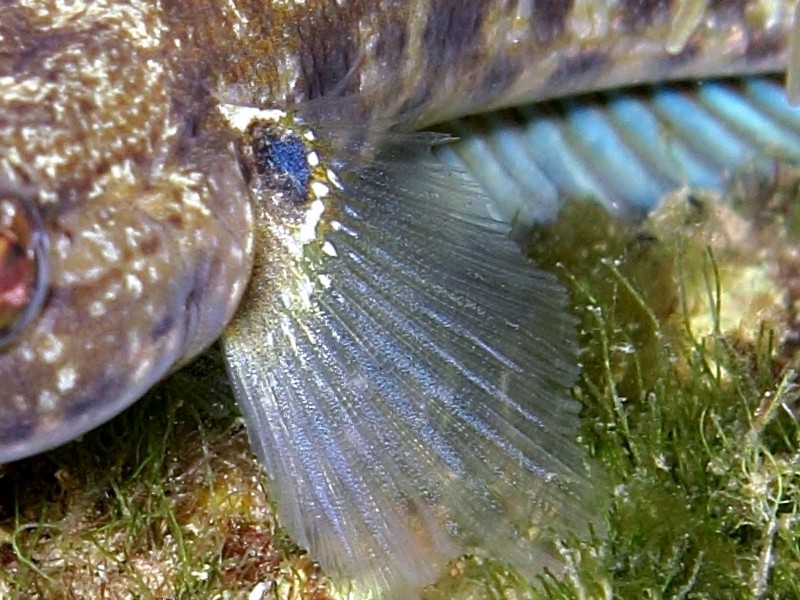 Primi sentori di Gobius bucchichi e Gobius incognitus ante 2016
